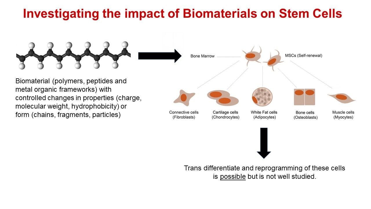 Investigating the impact of Biomaterials on Stem Cells