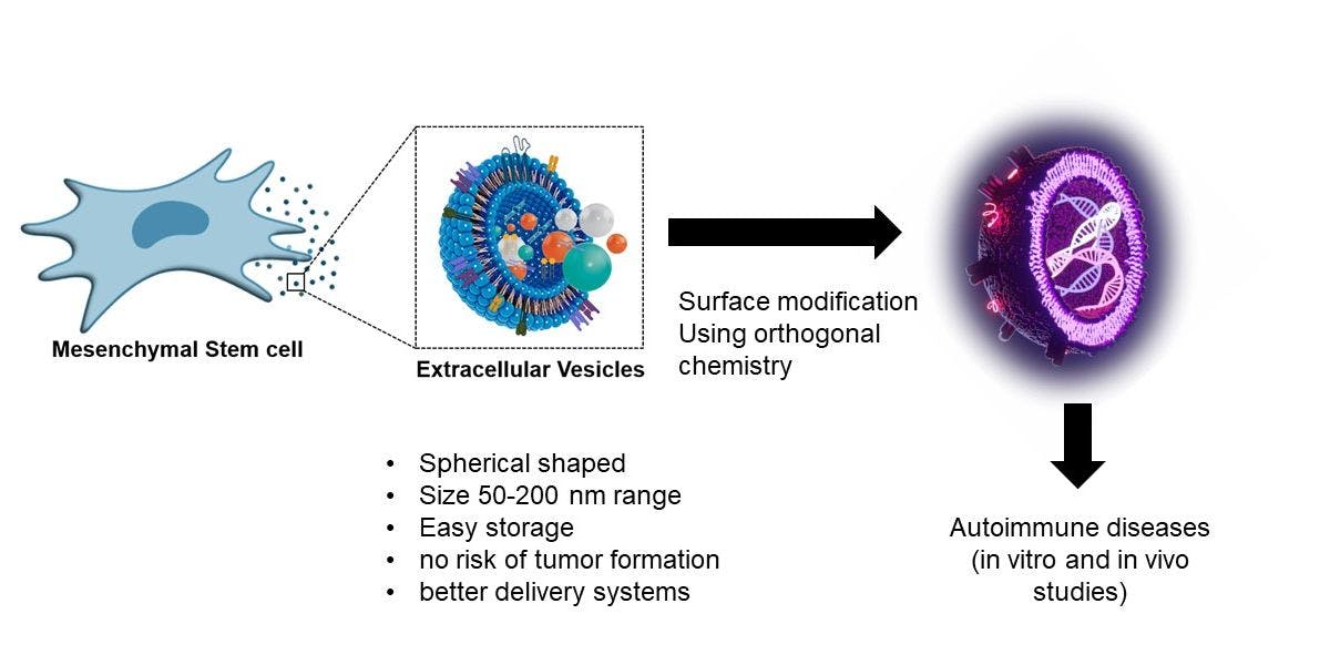 Extracellular vesicles as an immunomodulator (for treatment/cure) in autoimmune diseases